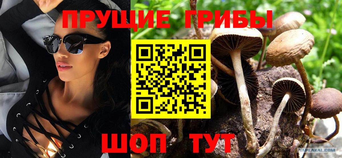 Псилоцибиновые грибы прущие грибы Павловский Посад